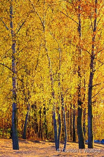 Copse of Trees_48268.jpg - Photographed near Ottawa, Ontario - the Capital of Canada.